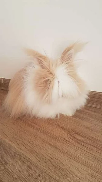 Daruji zakrslého Teddy králíčka - kluk