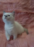 Ragdoll s PP