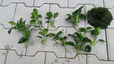 Anubias
