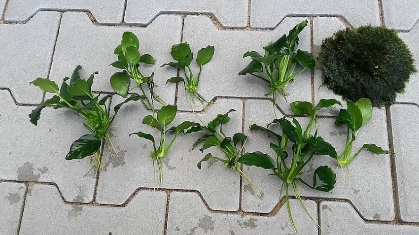 Anubias