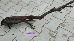 Kořeny