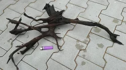 Kořeny