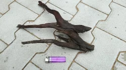 Kořeny