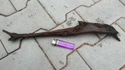 Kořeny