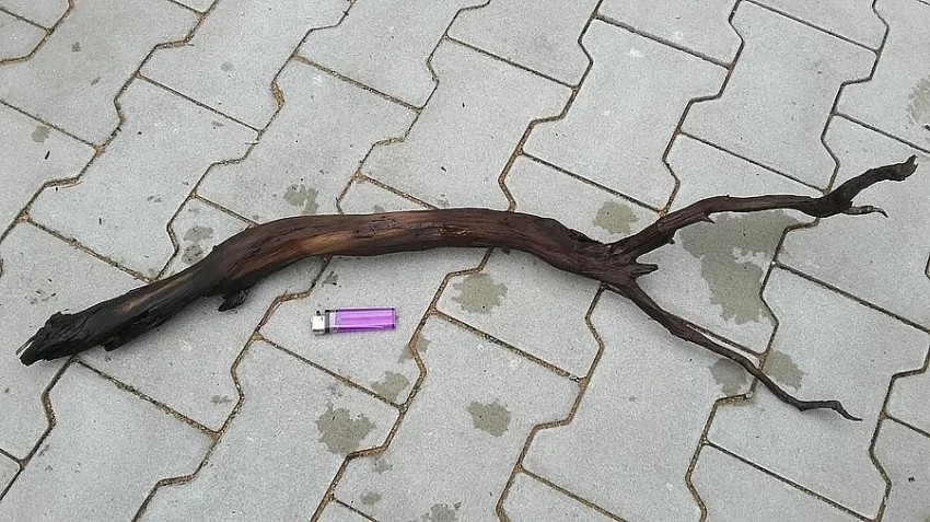 Kořeny