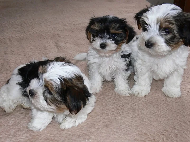 Šteniatka Biewer Yorkshire Terrier.