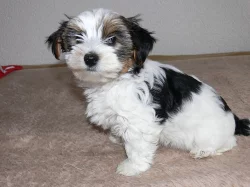 Šteniatka Biewer Yorkshire Terrier.