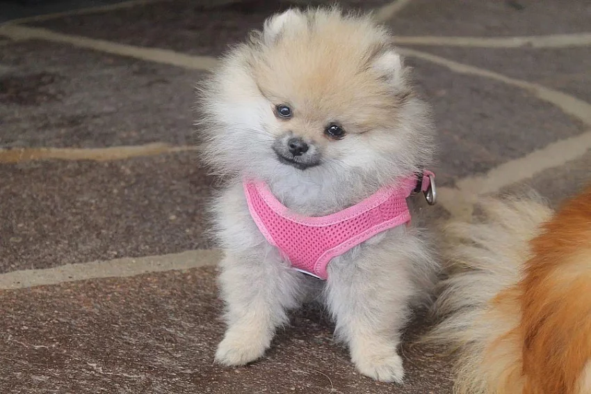 Německý špic/Pomeranian střední štěňata