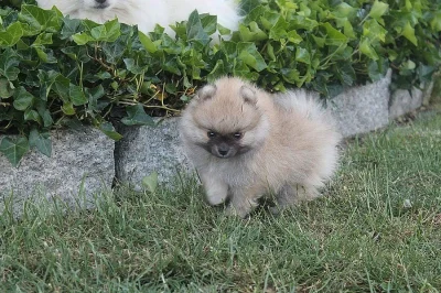 Německý špic/Pomeranian střední štěňata