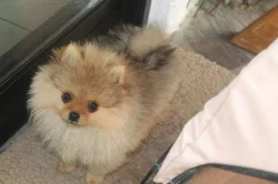 Německý špic/Pomeranian střední štěňata
