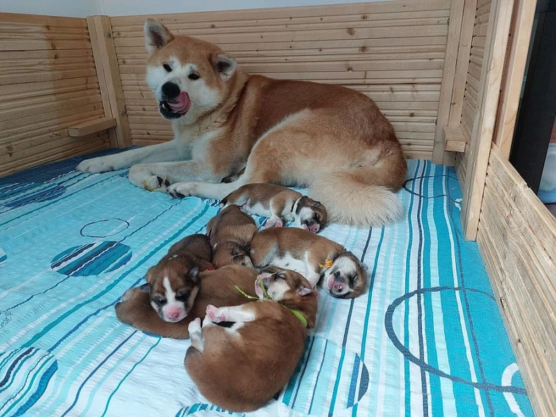 Štěňata Akita Inu s PP