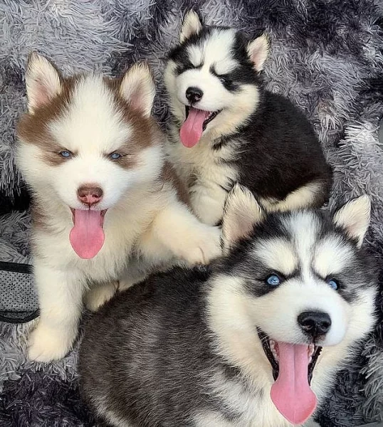 Krásné Sibiřský husky štěňátka s PP