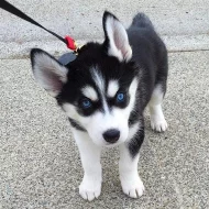 Krásné Sibiřský husky štěňátka s PP