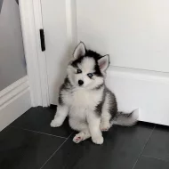 Krásné Sibiřský husky štěňátka s PP