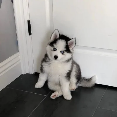 Krásné Sibiřský husky štěňátka s PP