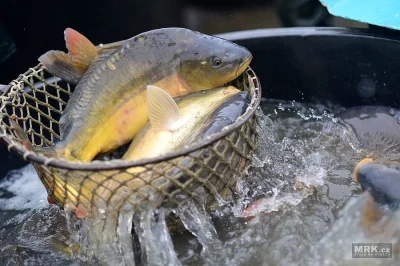 Tržní kapr výlov 25.10