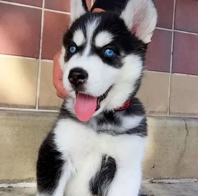 SIBIŘSKÝ HUSKY