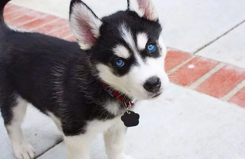 SIBIŘSKÝ HUSKY