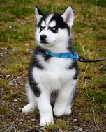 SIBIŘSKÝ HUSKY
