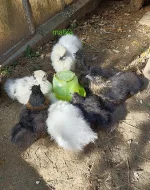 Hedvábnička velká: kvočna + 7 kuřátek