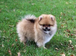 Německý špic trpasličí (Pomeranian)