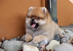 Německý špic trpasličí (Pomeranian)