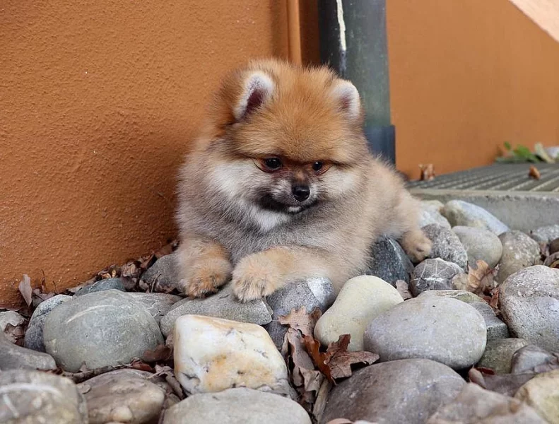 Německý špic trpasličí (Pomeranian)