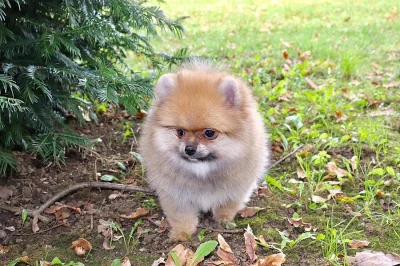 Německý špic trpasličí (Pomeranian)
