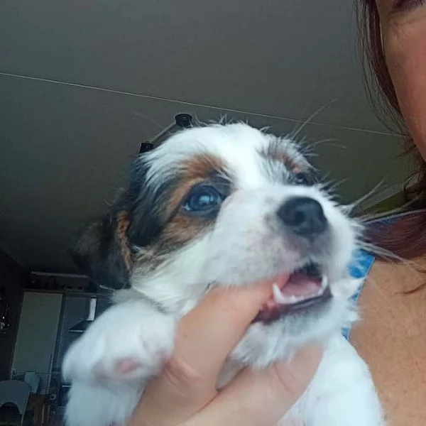 Štěňata Jack Russell teriéra
