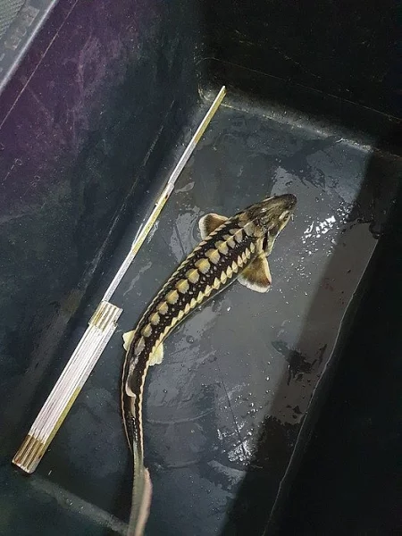 Prodám jesetery 50 cm