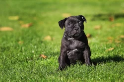 Stafordšírský bulteriér