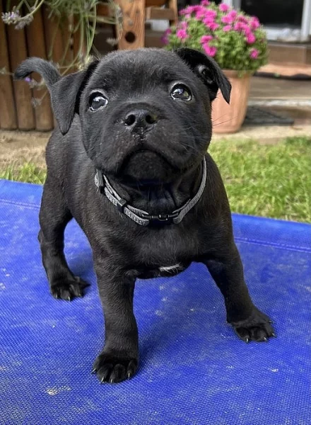 Stafordšírský bulteriér