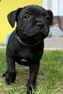 Stafordšírský bulteriér