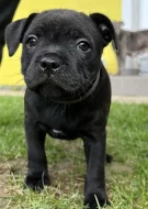 Stafordšírský bulteriér