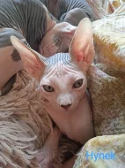 Kanadský sphynx