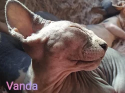 Kanadský sphynx