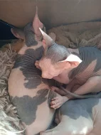 Kanadský sphynx
