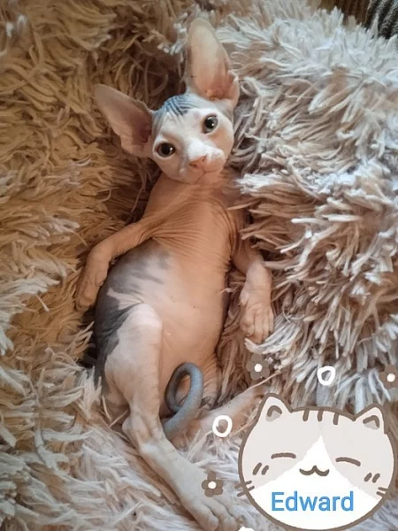 Kanadský sphynx
