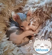Kanadský sphynx