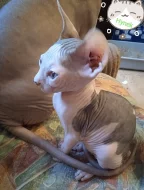 Kanadský sphynx