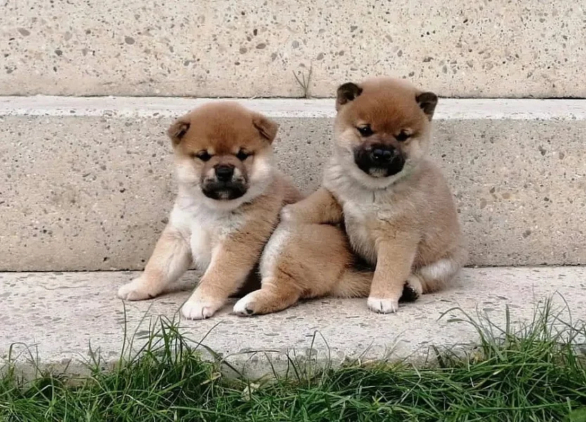 Prodám štěňata Shiba inu