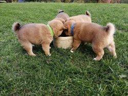 Prodám štěňata Shiba inu