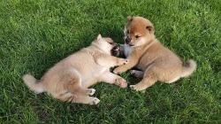 Prodám štěňata Shiba inu