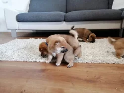 Prodám štěňata Shiba inu