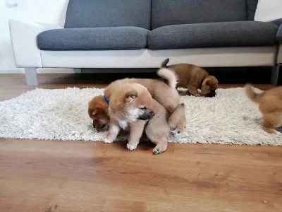 Prodám štěňata Shiba inu
