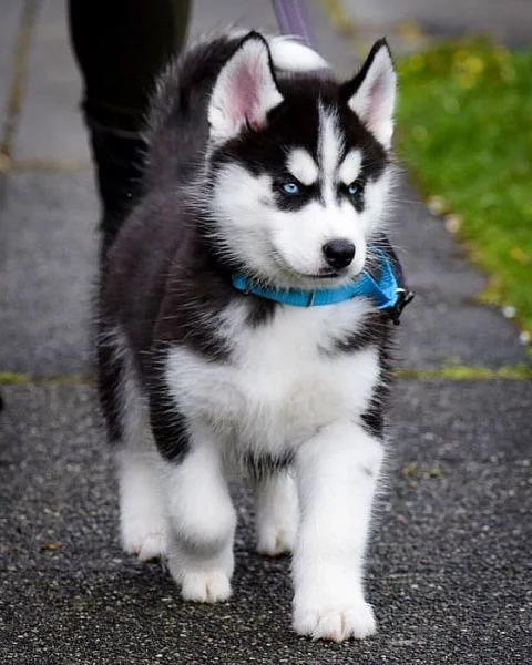 Modré oči Sibiřský husky