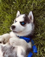 Modré oči Sibiřský husky