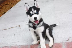 Modré oči Sibiřský husky