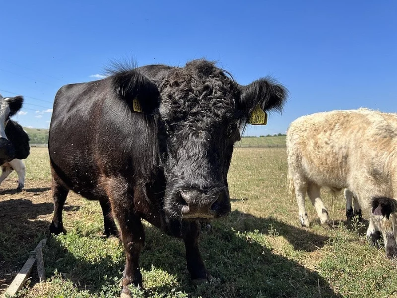 Pemenná kráva Galloway
