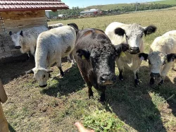 Pemenná kráva Galloway
